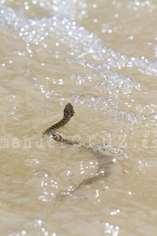 Culebra viperina (Natrix maura)